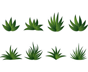 MAGUEY VECTOR