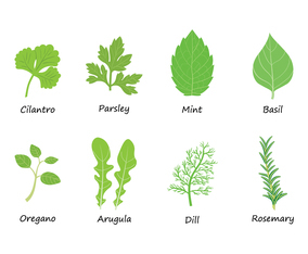 Free Herbs Vector