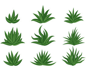 MAGUEY VECTOR