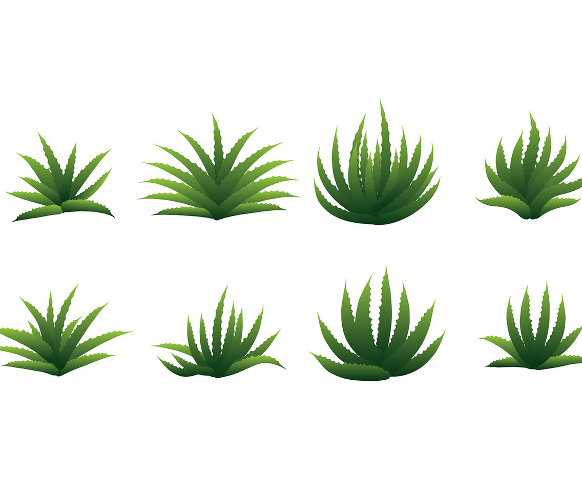 MAGUEY VECTOR
