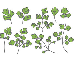 Chinese Parsley Vectors