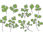 Chinese Parsley Vectors
