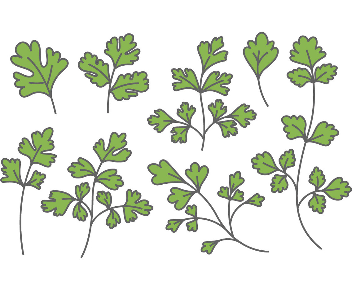 Chinese Parsley Vectors