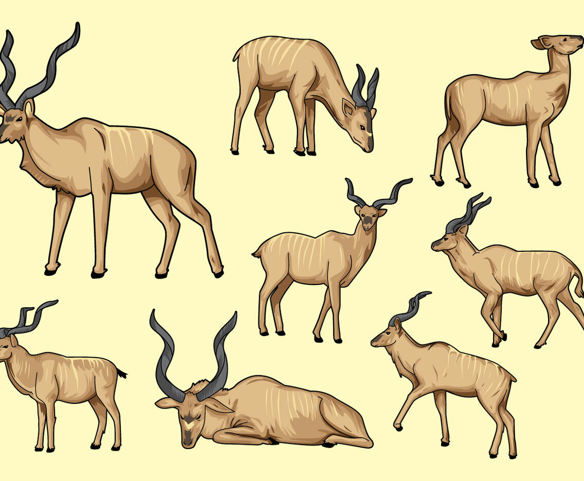 Free Kudu Vector
