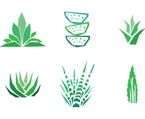 Set of Aloe Vera Drawings