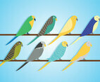 Budgie Vector