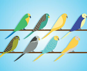 Budgie Vector