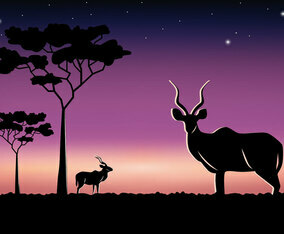 Savannah Kudu at Night