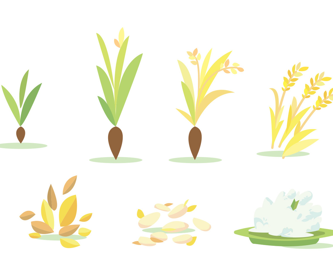 Rice Field Cycle Vector Set