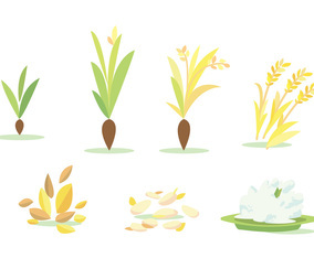 Rice Field Cycle Vector Set