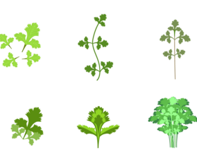 Free Cilantro Vector