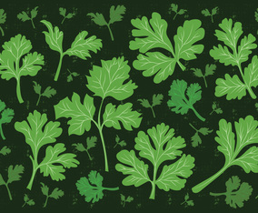 Cilantro Leaf Vector Background