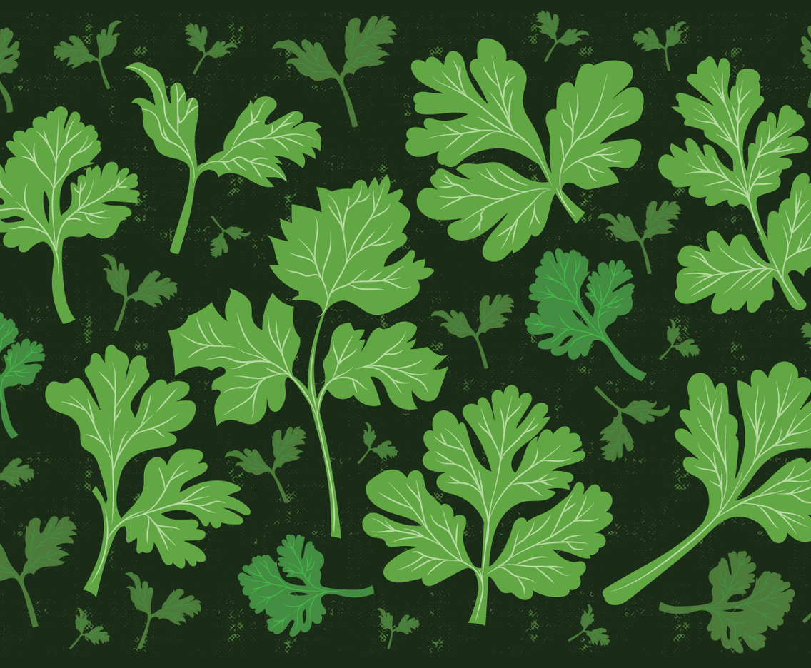 Cilantro Leaf Vector Background