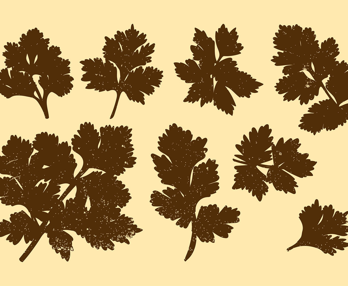 Cilantro Silhouette Vectors