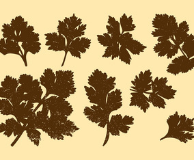 Cilantro Silhouette Vectors