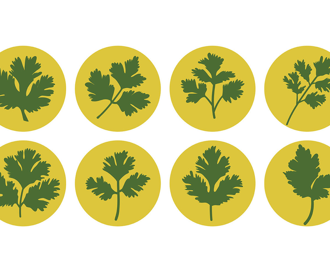 Free Cilantro Icons Vector