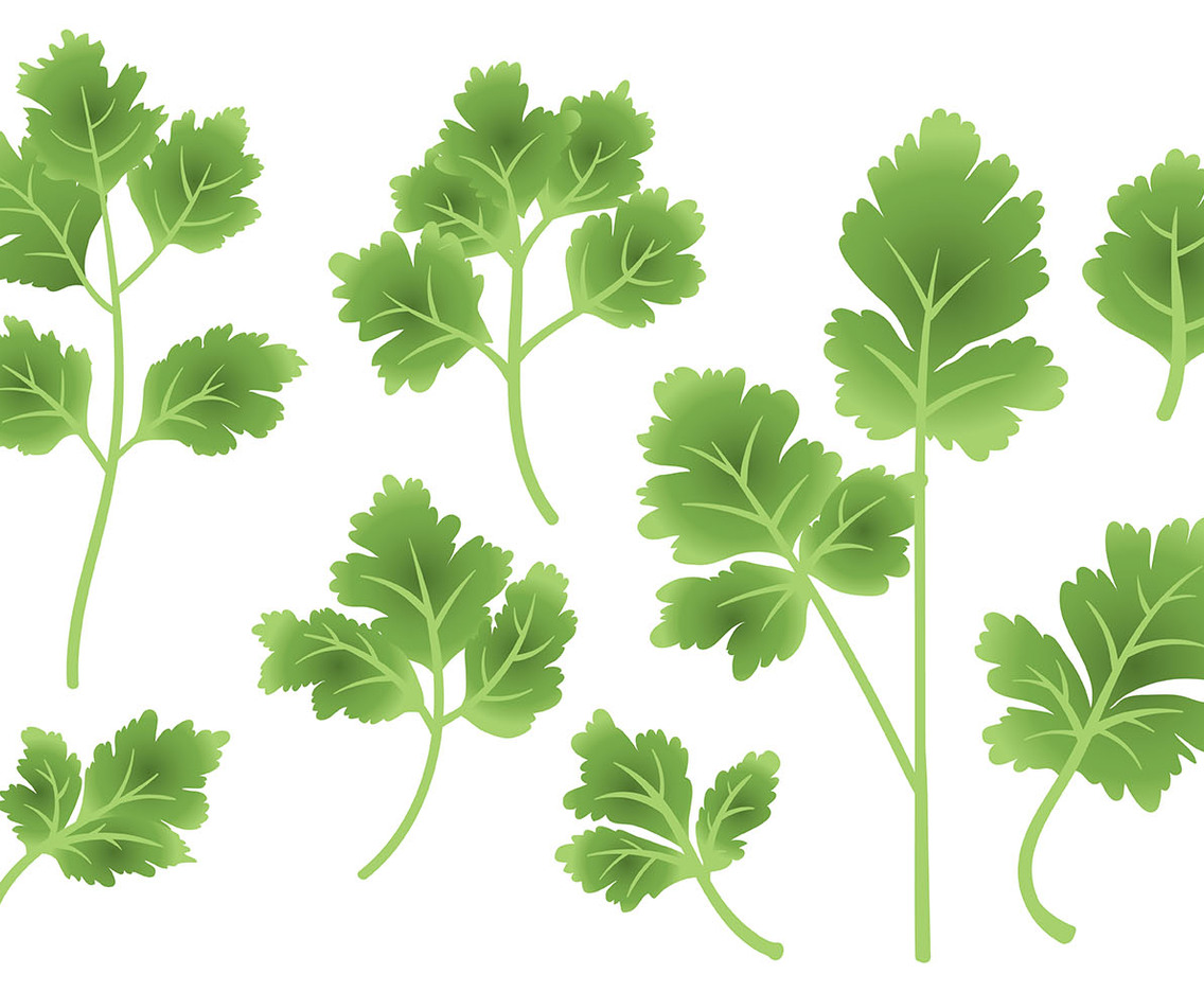 Free Cilantro Icons Vector