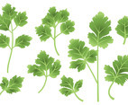 Free Cilantro Icons Vector