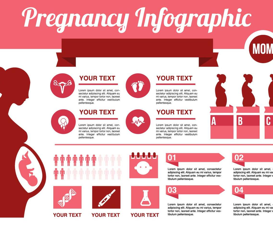 Free Pregnancy Infographic Vector