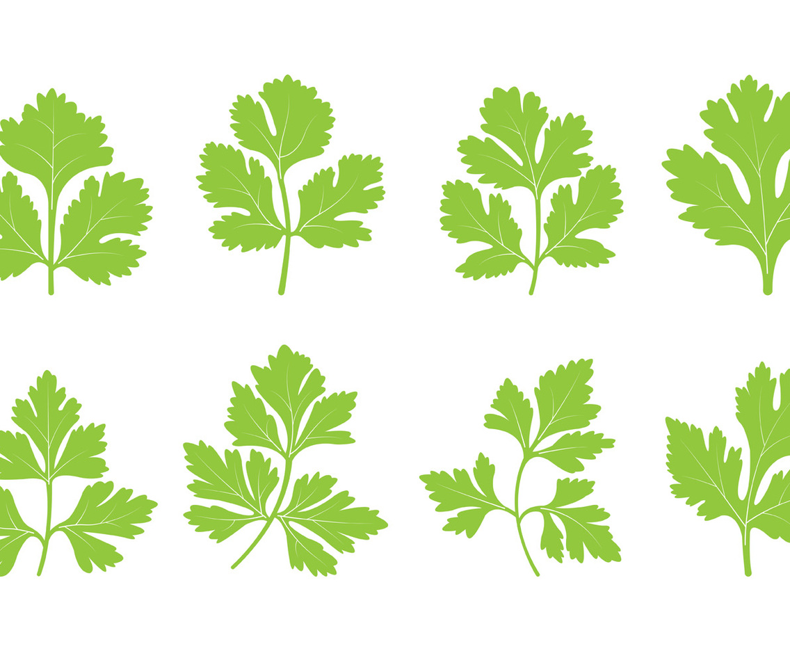 Set Of Cilantro Leaf Vector