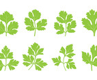Set Of Cilantro Leaf Vector
