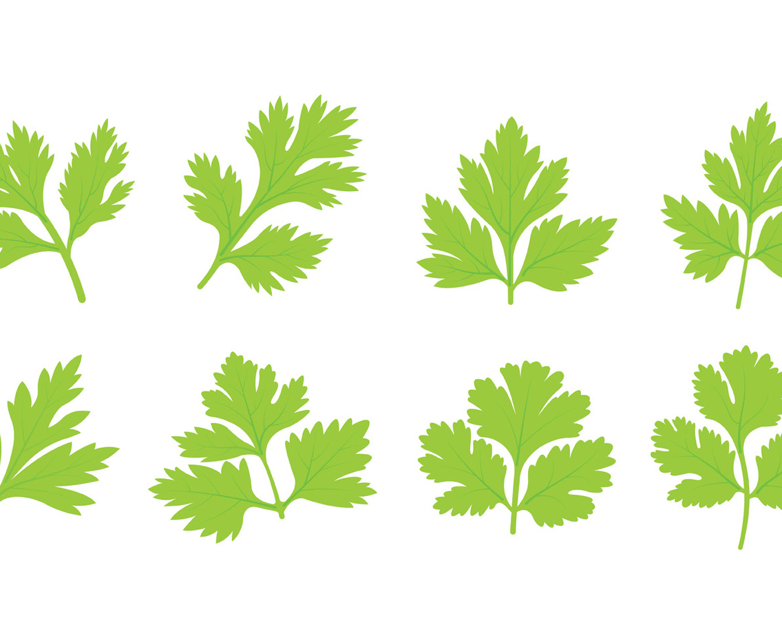 Set Of Cilantro Leaf Vector