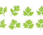 Set Of Cilantro Leaf Vector