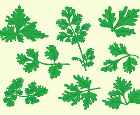 Free Cilantro Vector