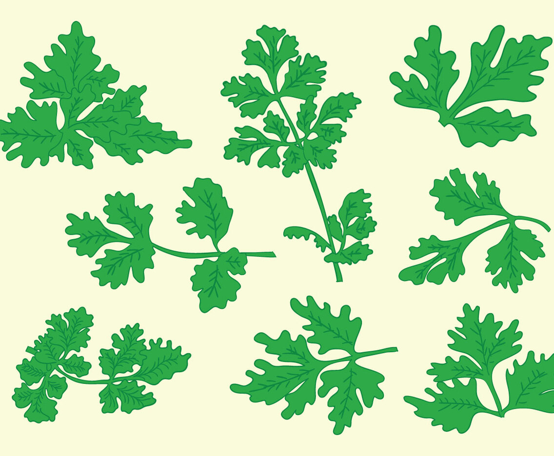 Free Cilantro Vector