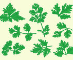 Free Cilantro Vector