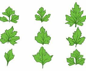 Free Hand Drawn Cilantro Set