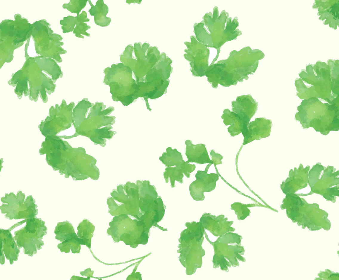 Cilantro Vector Set