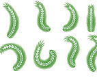 Palm Sunday Leaf Vectors