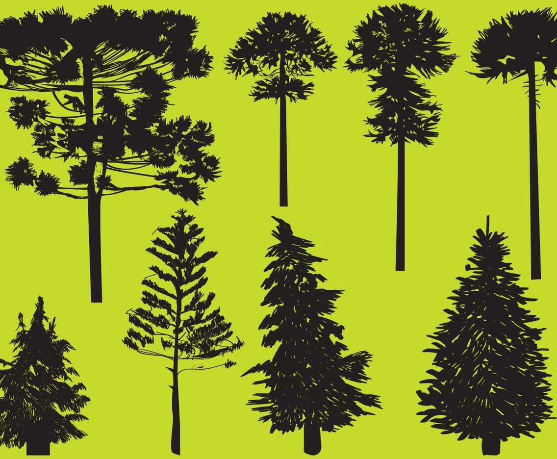 Silhouette Conifer Trees