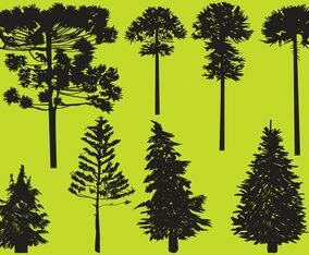 Silhouette Conifer Trees