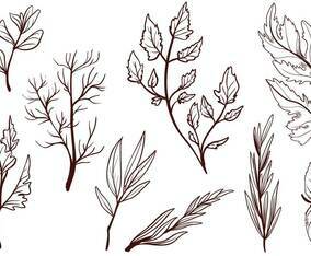 Free Cooking Herbs Vectors