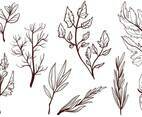 Free Cooking Herbs Vectors