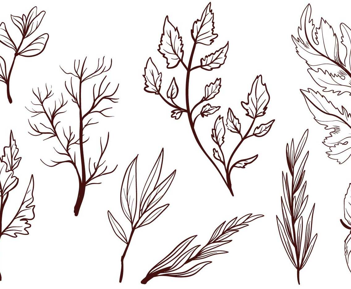 Free Cooking Herbs Vectors