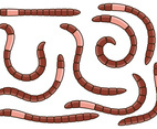 Earthworm Vector