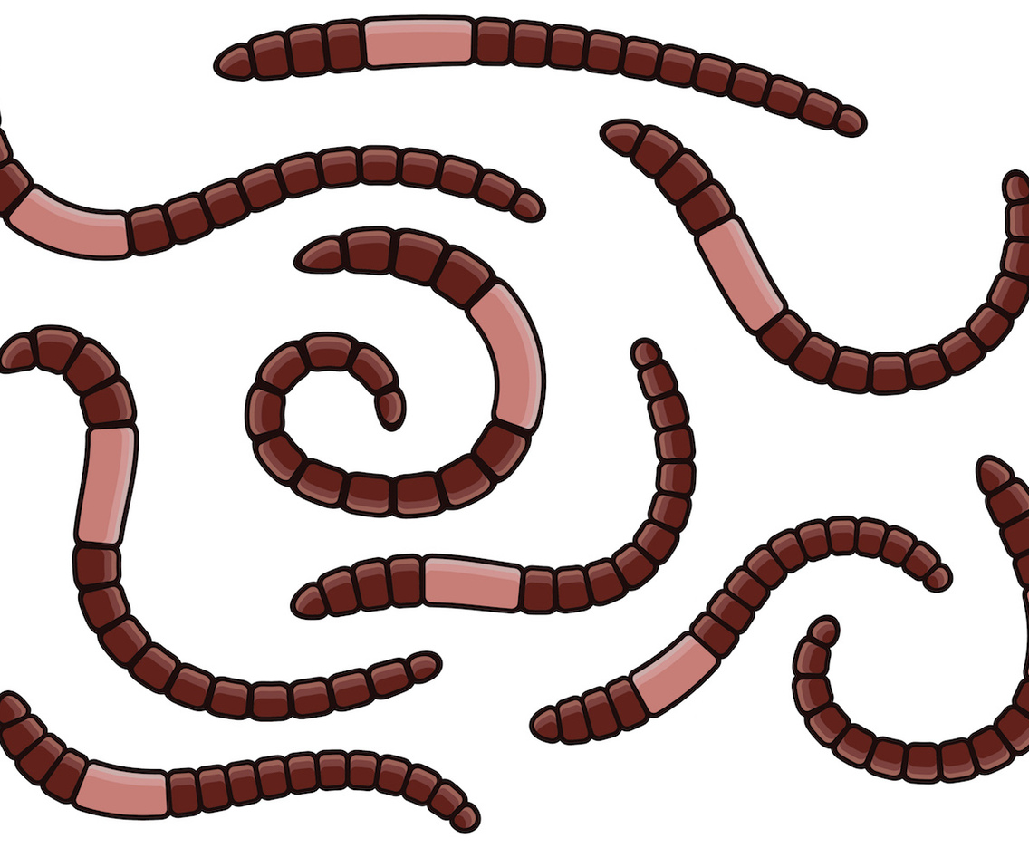 Earthworm Vector