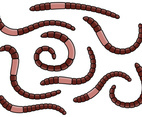Earthworm Vector