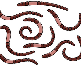 Earthworm Vector