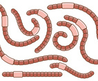 Pack of Earthworm Vectors