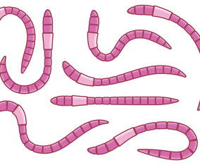 Pink Earthworm Vectors