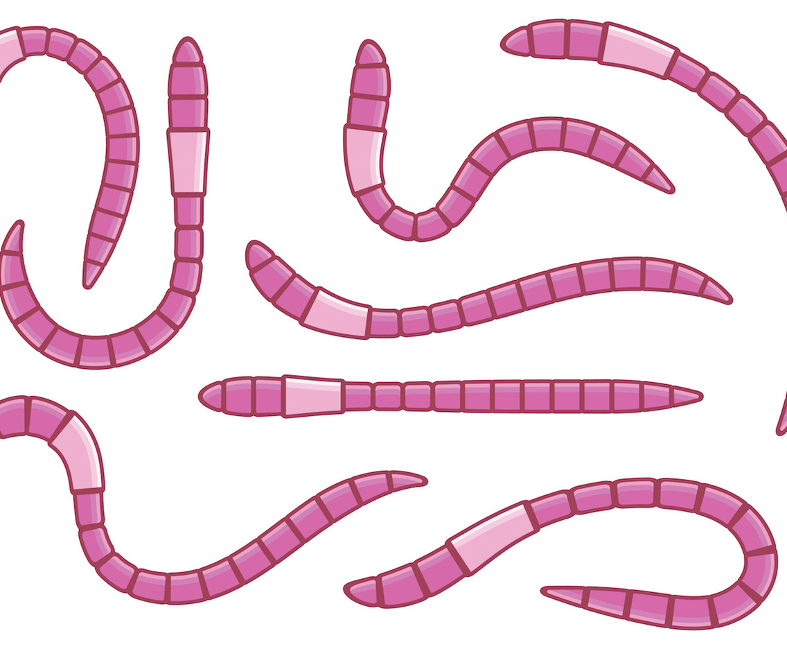Pink Earthworm Vectors