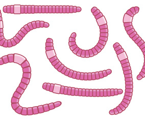 Fun Pink Earthworm Vectors