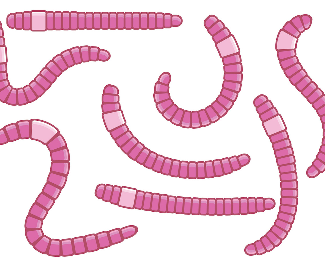 Fun Pink Earthworm Vectors