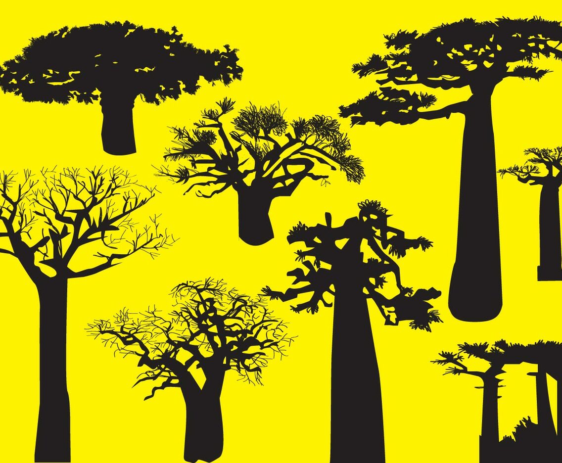 Silhouette Baobab Trees