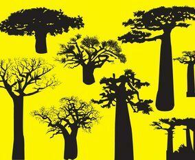 Silhouette Baobab Trees