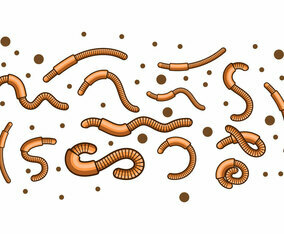Free Earth Worm Illustration Vector